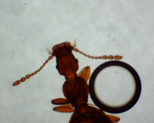 Adistemia Watsoni — foto 3 di 7