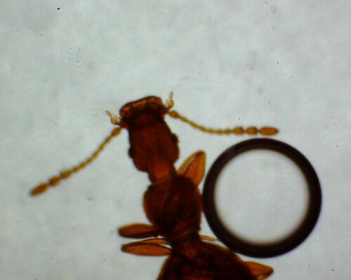 Adistemia Watsoni — foto 2 di 7