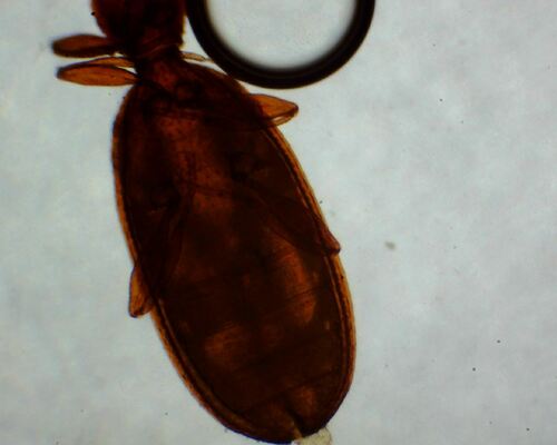 Adistemia Watsoni — foto 1 di 7