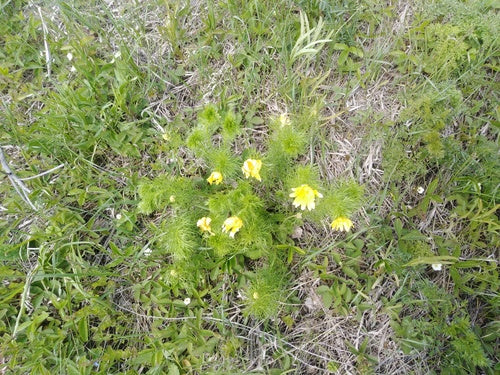 Cimette di Adone — Bild 4