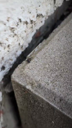Coccinella a sette macchie – Oberursel (Taunus), Assia