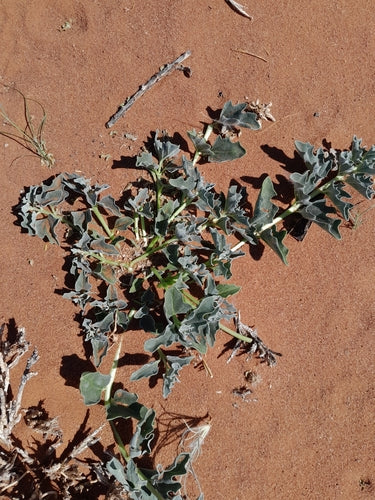 Artiglio del diavolo africano — Bild 5
