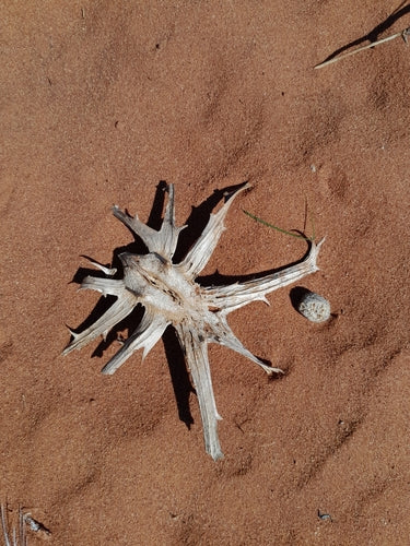 Artiglio del diavolo africano — Bild 4
