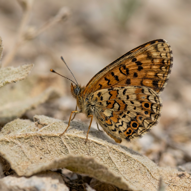 Fritillary di verbasco africano