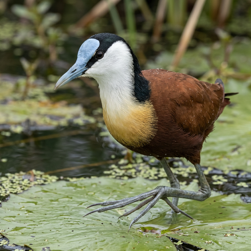 Afrikanisches Blatthühnchen (Actophilornis africanus), illustrazione IA