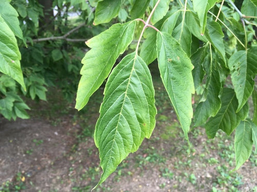 acero — Bild 3
