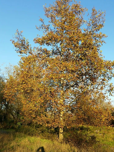 Platano foglia d'acero — Bild 3