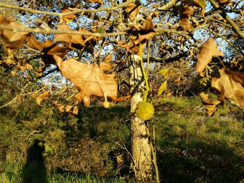 Platano foglia d'acero — Bild 2