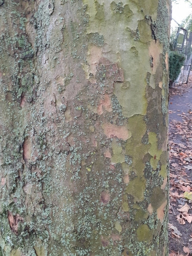 Platano foglia d'acero — Bild 4