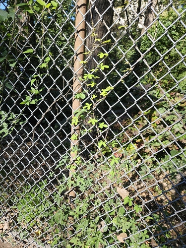 Akebia — Bild 4