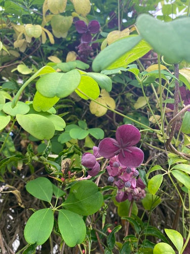 Akebia — Bild 3