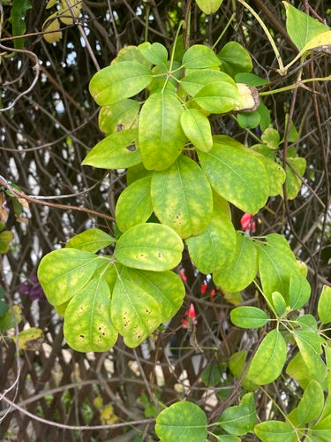 Akebia — foto 2 di 8