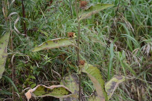 Alan — Bild 4
