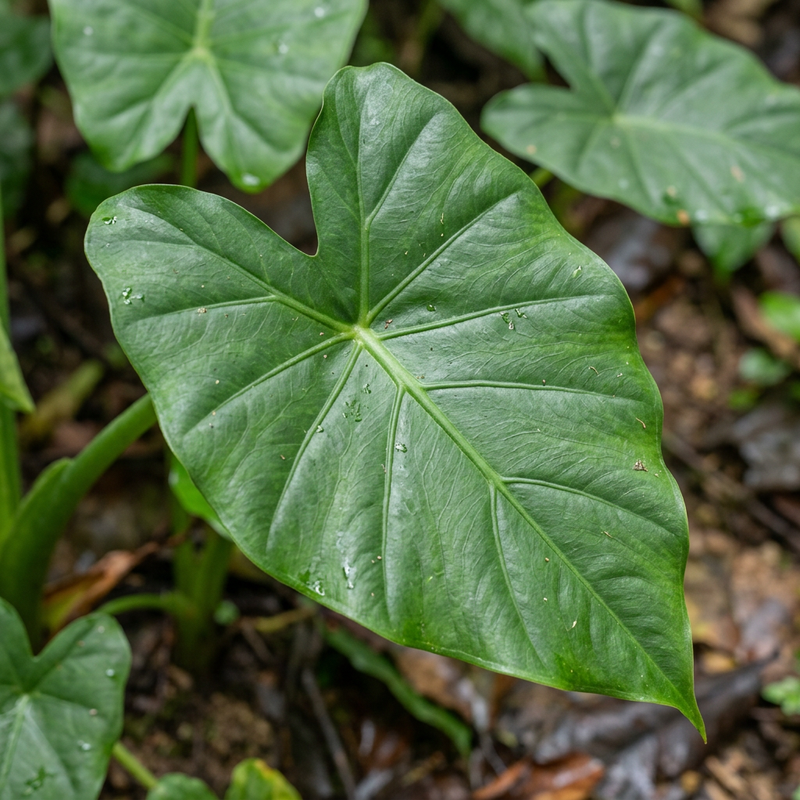 Alocasia (foglia di freccia) (Alocasia cucullata), illustrazione IA