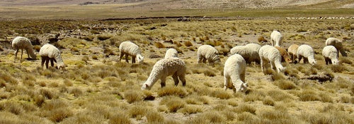 alpaca — Bild 2