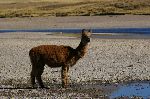 alpaca — Bild 3
