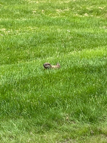 Marmotta alpina — Bild 4
