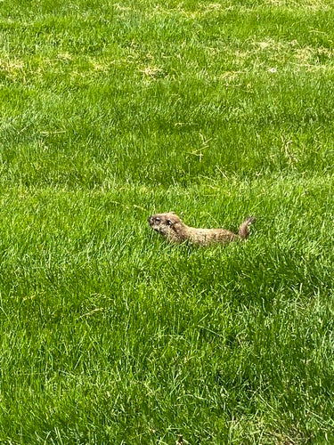 Marmotta alpina — Bild 3