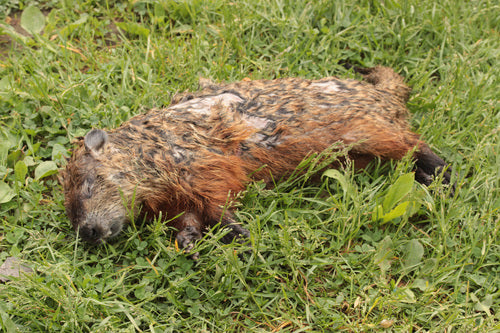 Marmotta alpina — Bild 5