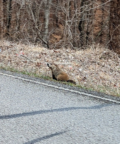 Marmotta alpina — Bild 2