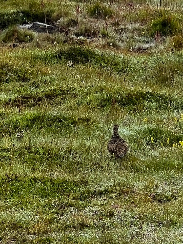 Pernice bianca — foto 1 di 8