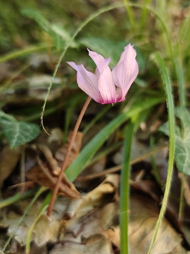 Ciclamino — Bild 4