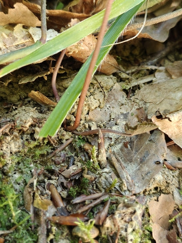 Ciclamino — Bild 2