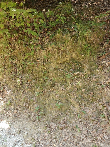 Ciclamino — Bild 1