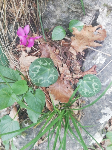 Ciclamino — foto 5 di 47