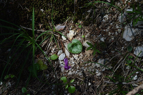 Ciclamino — foto 3 di 47