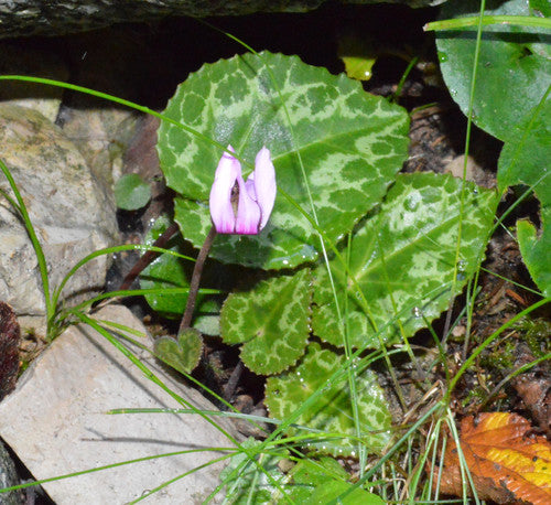Ciclamino — Bild 5