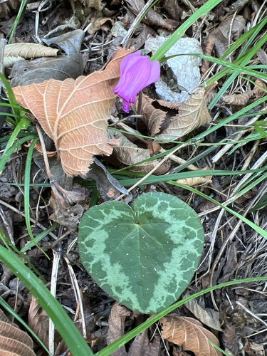 Ciclamino — foto 2 di 47