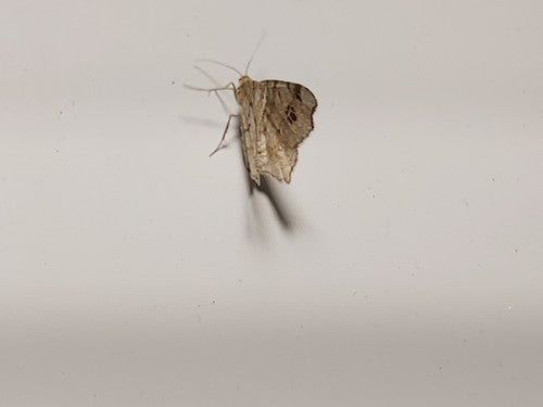 Alternaria — Bild 1