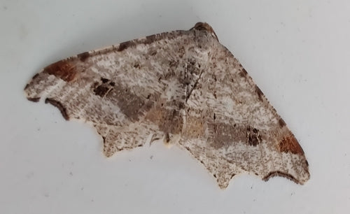 Alternaria — Bild 5
