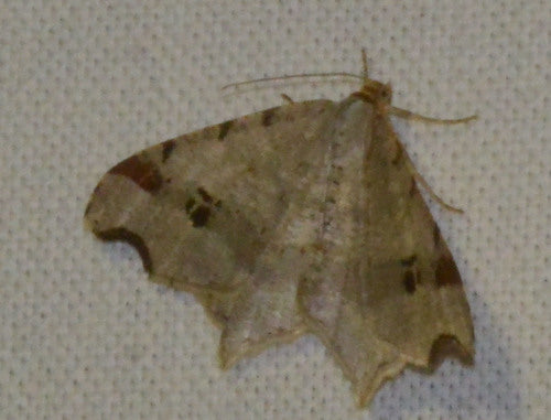 Alternaria — Bild 4