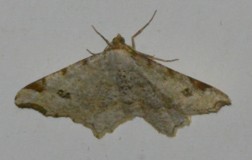 Alternaria — Bild 3