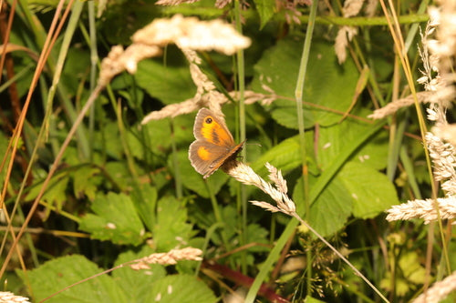 amarillide — Bild 4