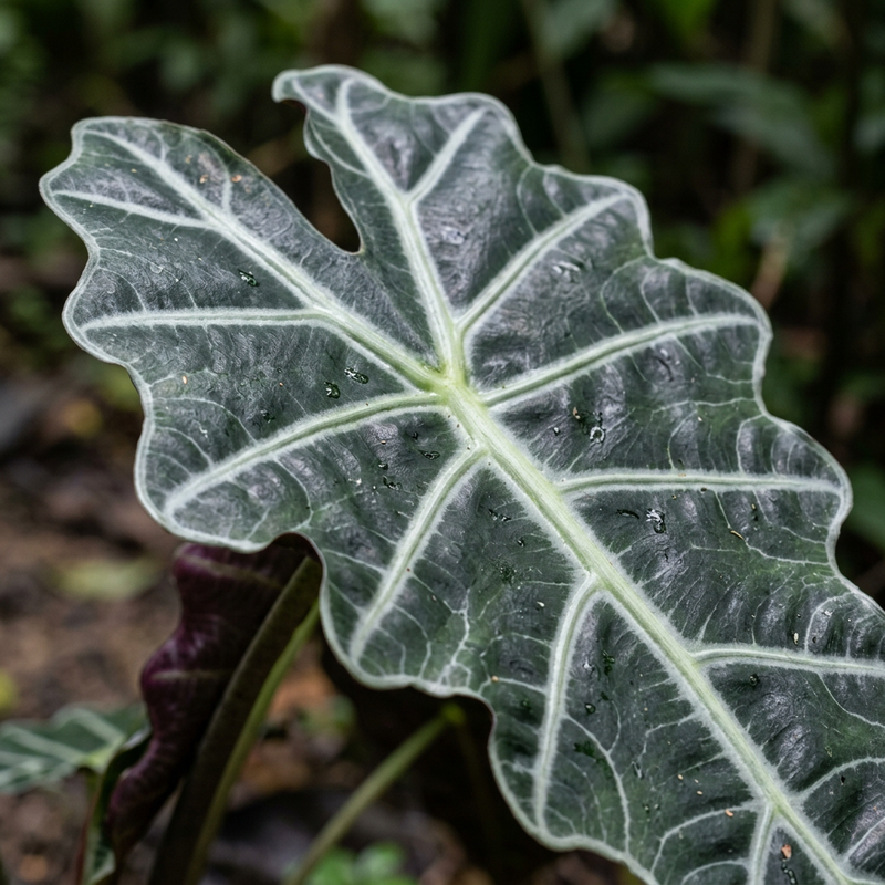 Amazonas-Alokasie (Alocasia amazonica), illustrazione IA