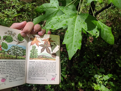 Albero della gomma dolce — Bild 3