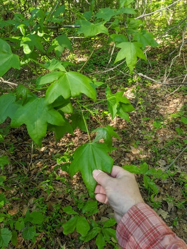 Albero della gomma dolce — Bild 5