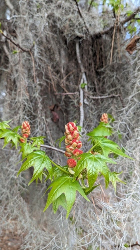 Albero della gomma dolce — Bild 2