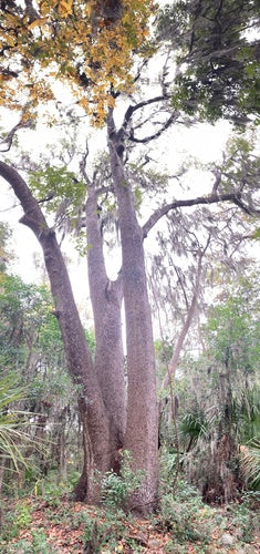 Albero della gomma dolce — Bild 4