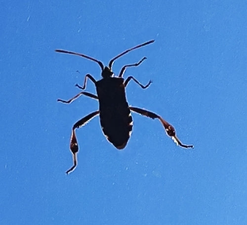 Cimice del pino americano — Bild 2
