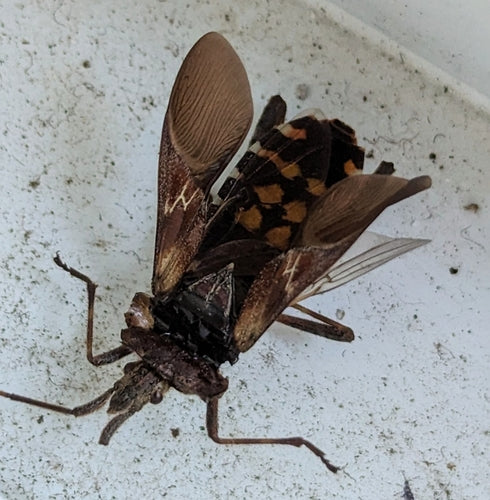 Cimice del pino americano — Bild 5