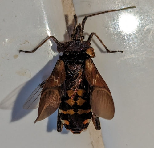 Cimice del pino americano — Bild 4