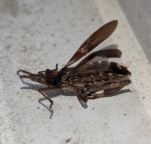 Cimice del pino americano — Bild 3