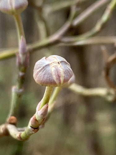 Corniolo americano da fiore — Bild 3