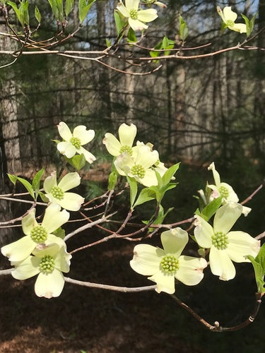 Corniolo americano da fiore — Bild 4