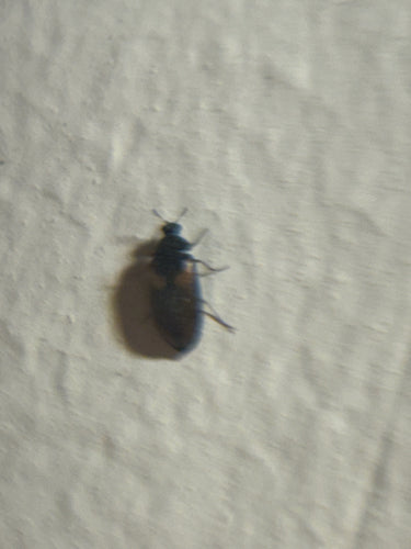 Scarabeo vespa americano — Bild 5