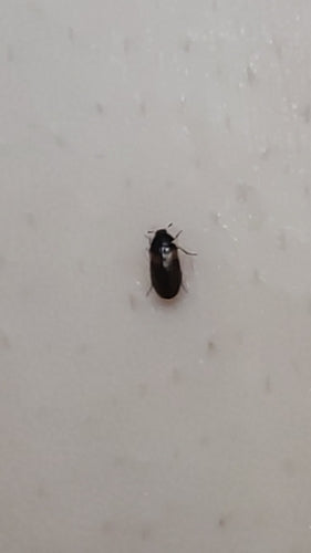 Scarabeo vespa americano — Bild 3